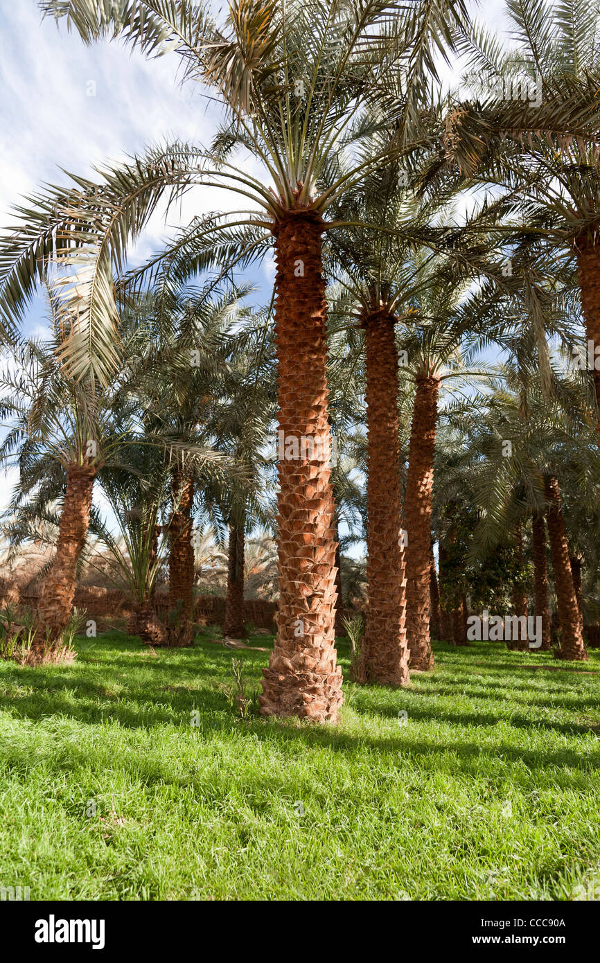 Shot verticale de palmiers date bien entretenus dans un jardin privé à Dakhla Oasis, Désert occidental de l'Égypte Banque D'Images