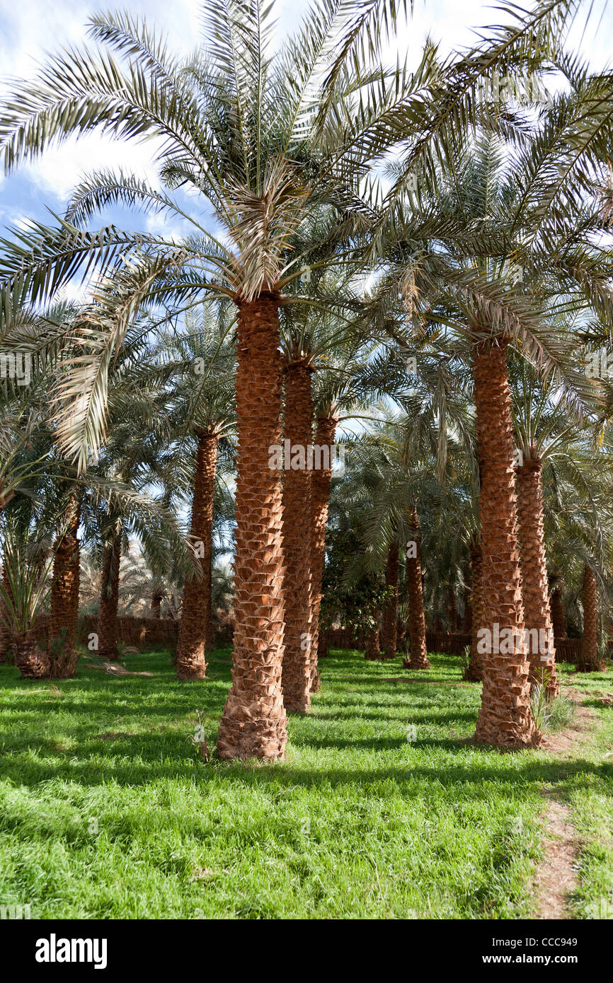 Shot verticale de palmiers date bien entretenus dans un jardin privé à Dakhla Oasis, Désert occidental de l'Égypte Banque D'Images