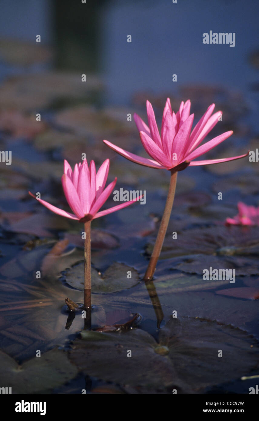 Nénuphars (Nymphaea stellata fleurs d'eau), variété, pétales Nelum ouverture tôt le matin, près de Giritale Polonnaruwa, Sri Lanka Banque D'Images