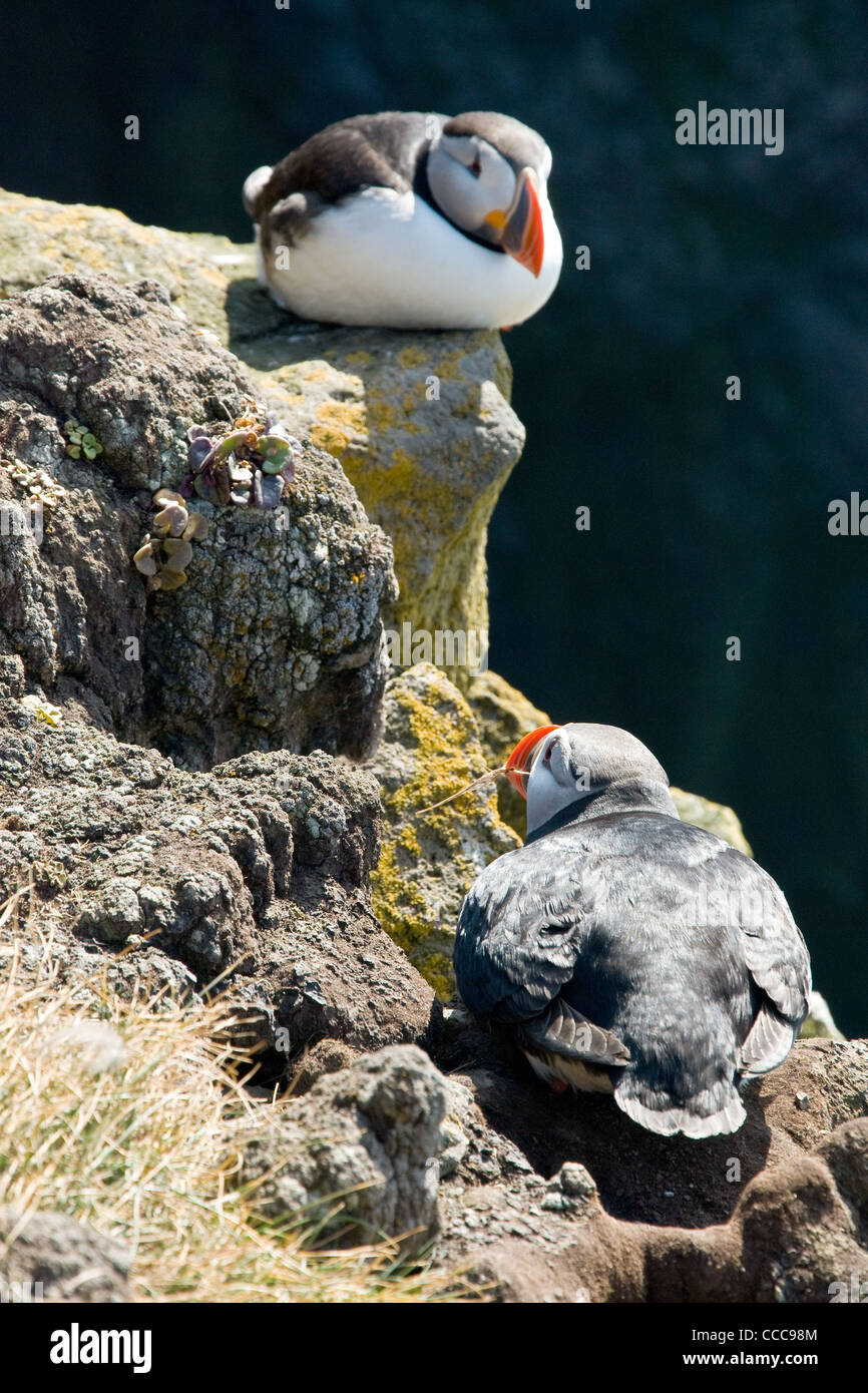 Belle macareux sur l'Islande Banque D'Images