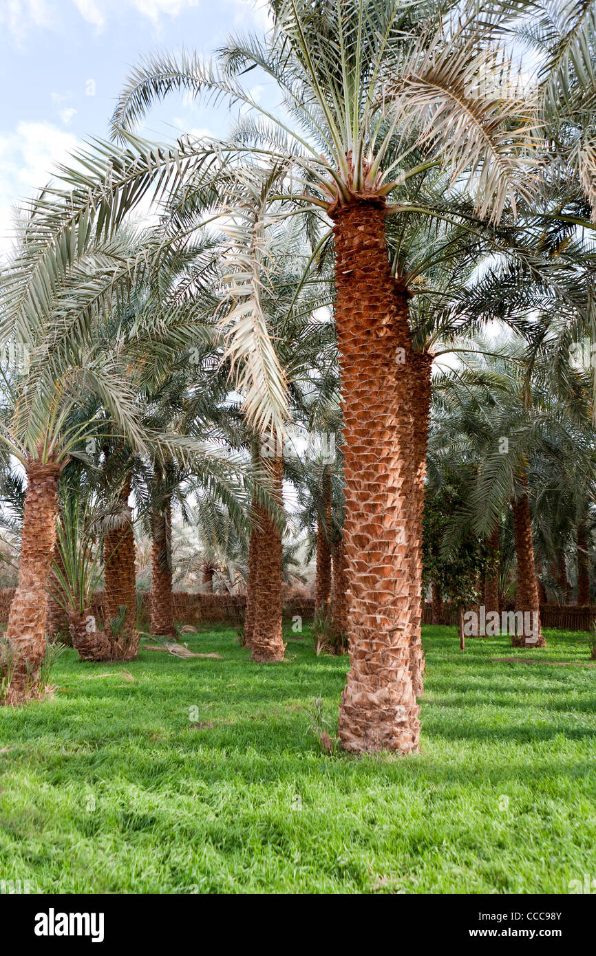 Shot verticale de palmiers date bien entretenus dans un jardin privé à Dakhla Oasis, Désert occidental de l'Égypte Banque D'Images