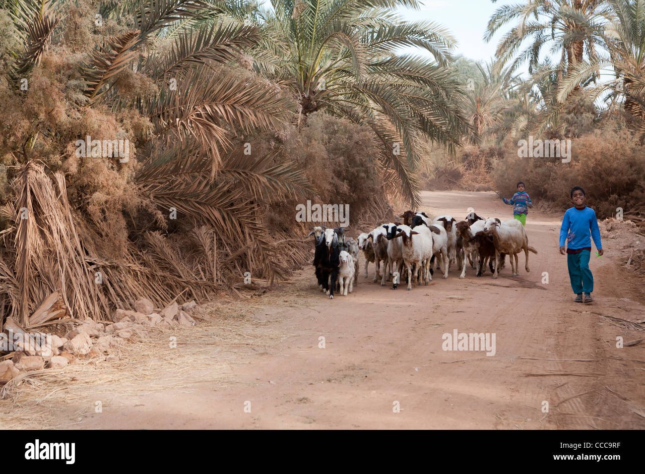 Jeune garçon marche avec troupeau de moutons dans la région de Dakhla Oasis, Désert occidental de l'Égypte Banque D'Images