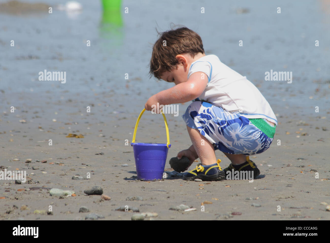 Garçon 3-4 ans collecter des roches sur la plage Banque D'Images