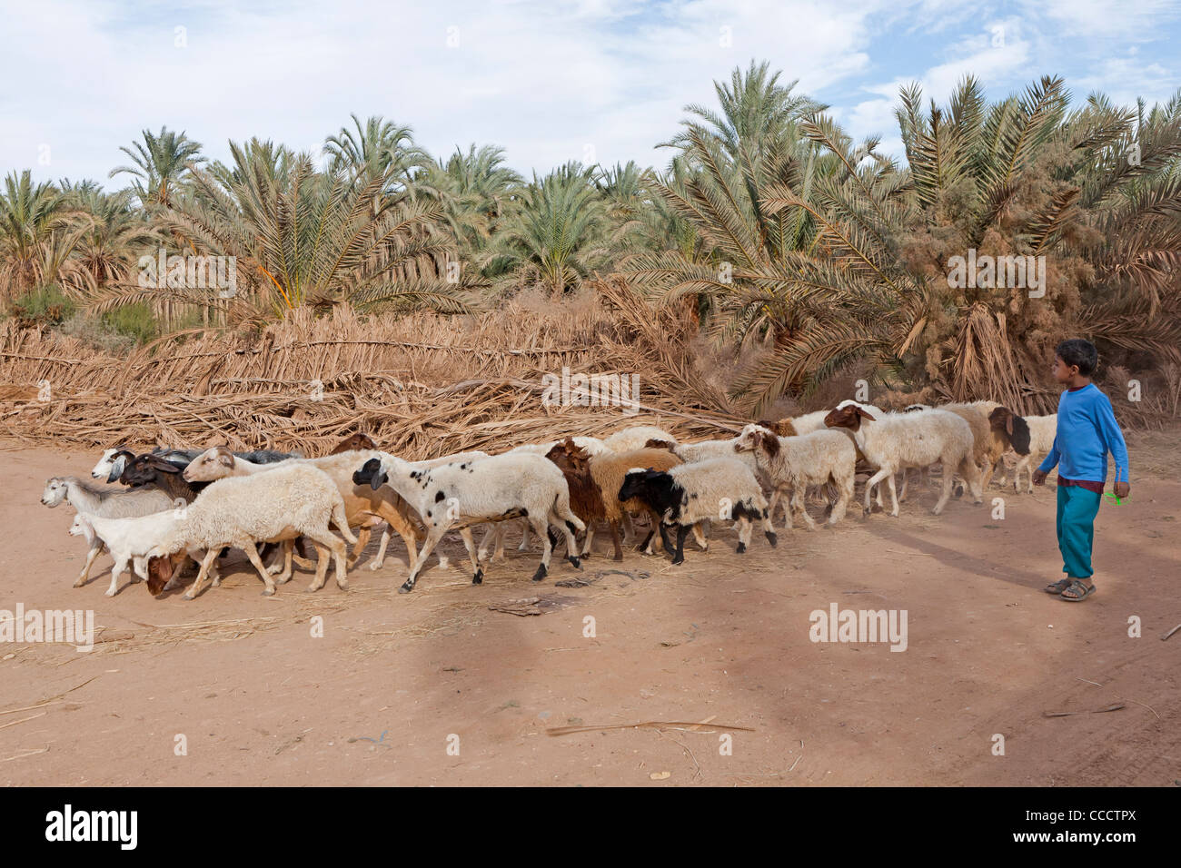 Jeune garçon marche avec troupeau de moutons et chèvres à Dakhla Oasis, Désert occidental de l'Égypte Banque D'Images