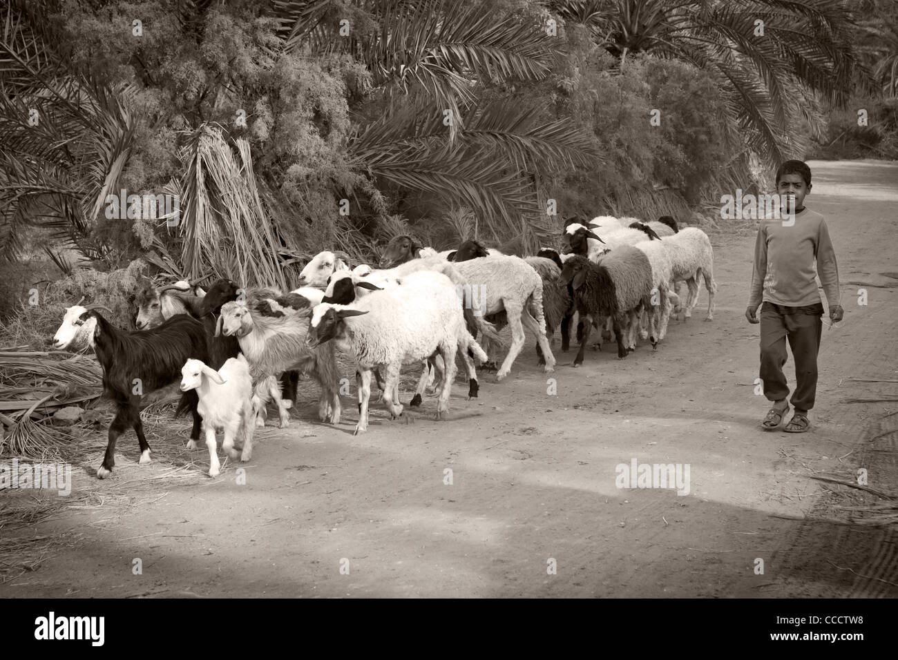 Coup de jeune garçon monochrome marcher avec troupeau de moutons et chèvres à Dakhla Oasis, Désert occidental de l'Égypte Banque D'Images