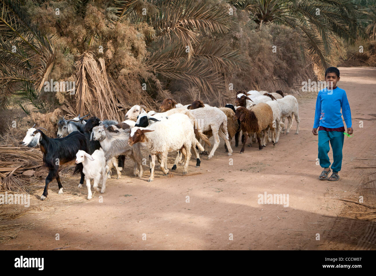 Jeune garçon marche avec troupeau de moutons et chèvres à Dakhla Oasis, Désert occidental de l'Égypte Banque D'Images