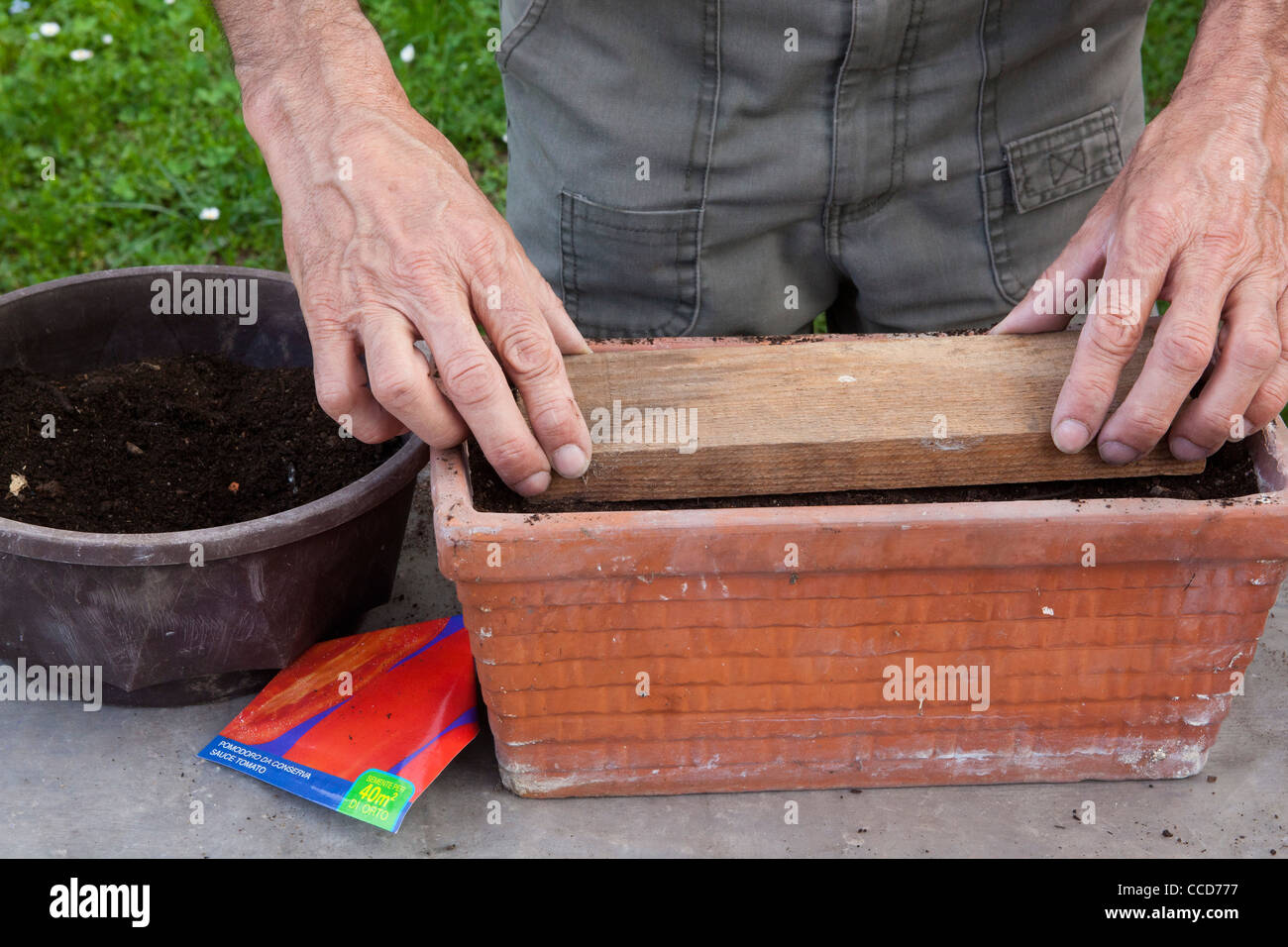 Semer dans un pot ou un bol (tomates), l'étape 5, avec une planche en bois est pressé légèrement Banque D'Images