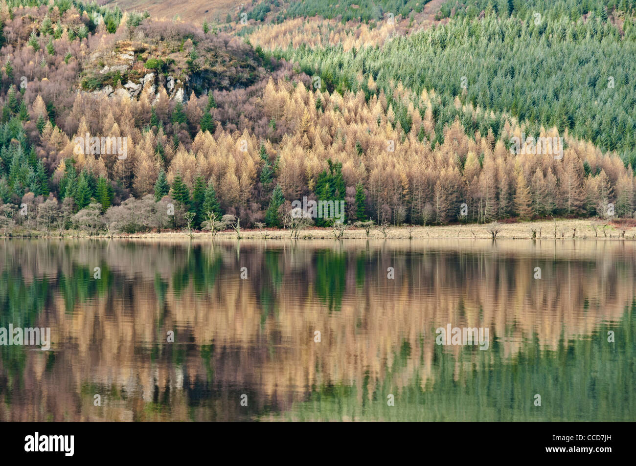 Arbres se reflétant dans l'automne sur le Loch Eck nr Dunoon ARGYLL & BUTE Ecosse Banque D'Images