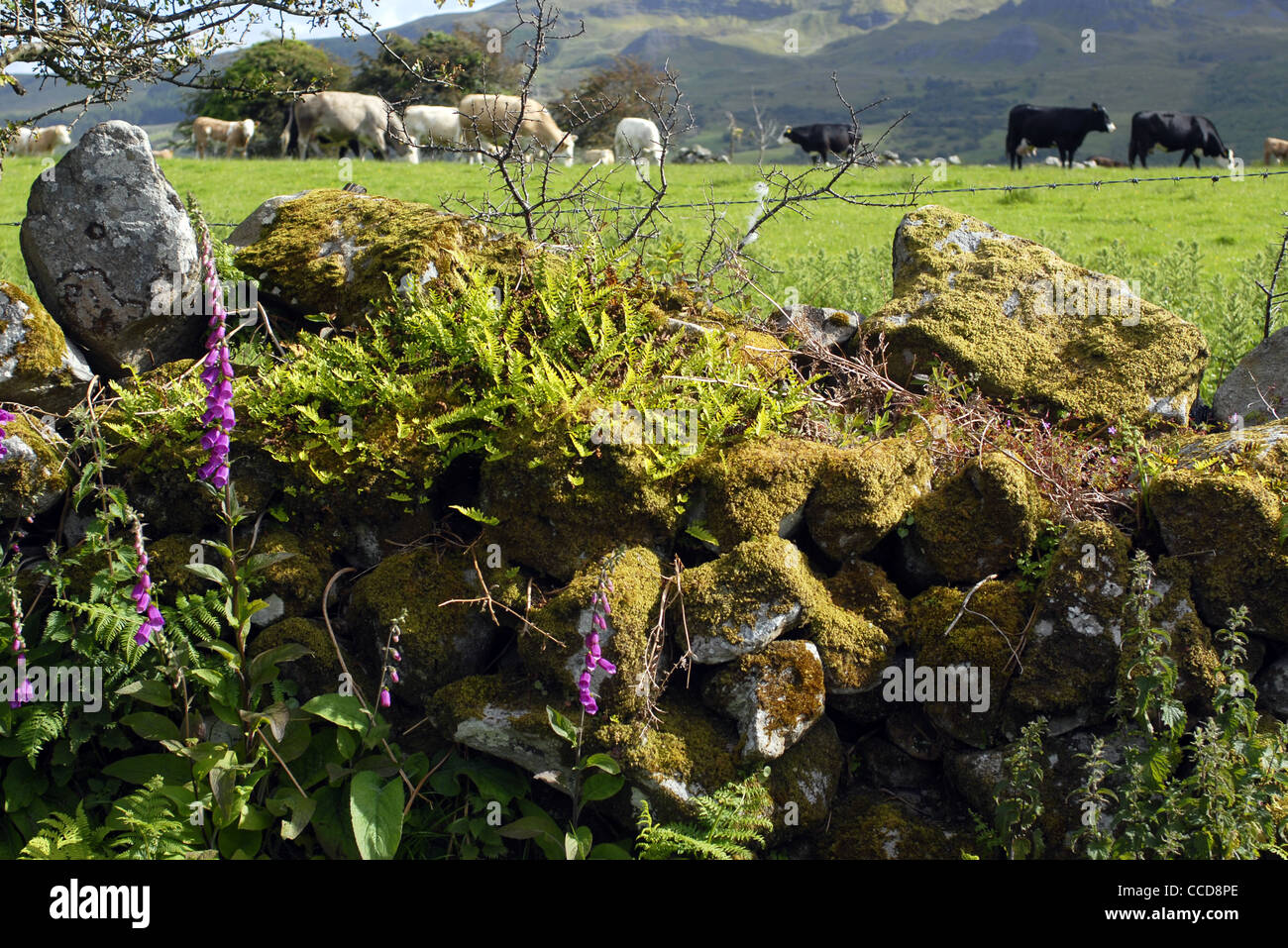 Environs de Lough Melvin, County Leitrim, Connacht, l'Irlande, l'Europe. Banque D'Images