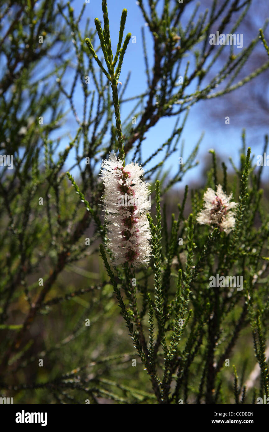 Chaton sur un arbre dans le Parc National de Yalgorup, Australie Banque D'Images