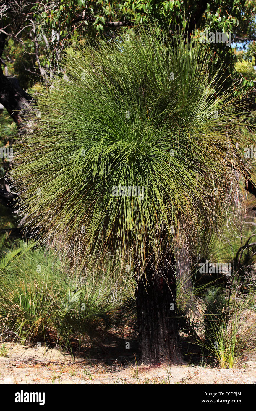 Arbre d'herbe (Xanthorrhoea) dans le Parc National de Yalgorup, Australie occidentale, Australie. Banque D'Images