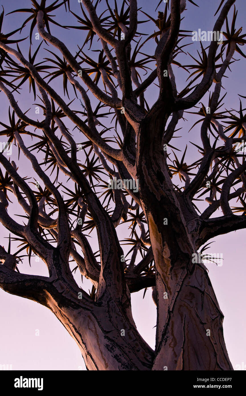 Quiver Tree / Kokerboom (Aloe dichotoma) au coucher du soleil, la Namibie Banque D'Images