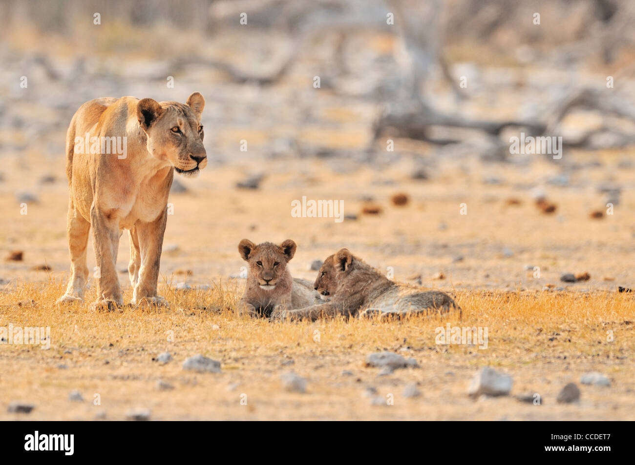 Lionne d'Afrique (Panthera leo) avec deux oursons, Etosha National Park, Namibie Banque D'Images