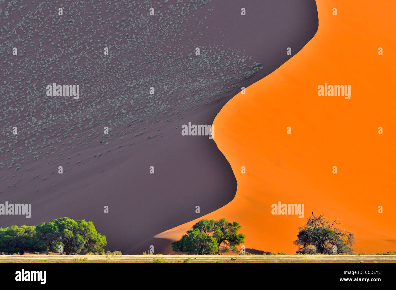 Camelthorn arbres devant des dunes de sable rouge du Sossusvlei / Sossus Vlei dans le désert du Namib, Namibie Banque D'Images