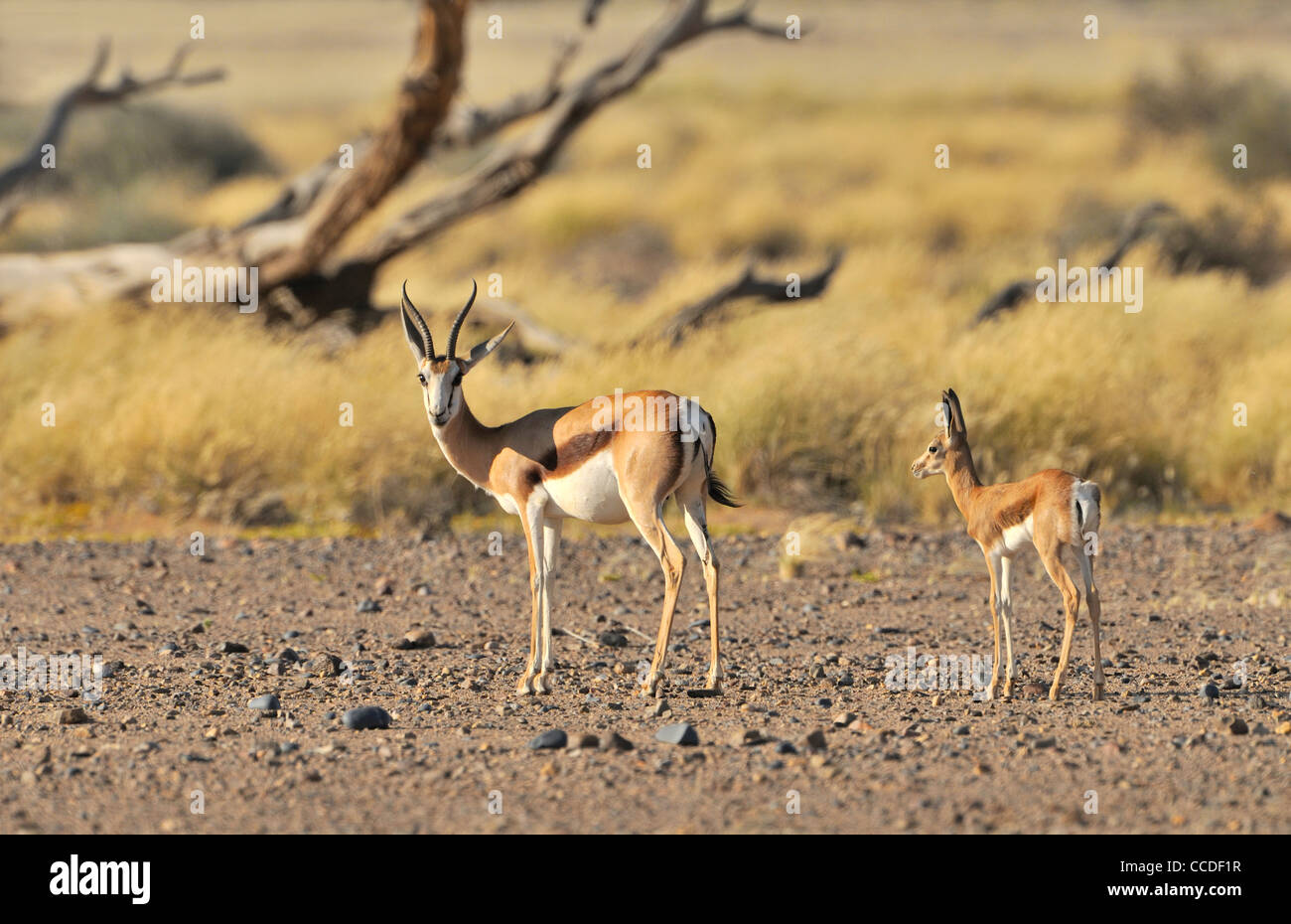 Le Springbok (Antidorcas marsupialis) avec les jeunes dans le Sossusvlei / Sossus Vlei, désert du Namib, Namibie Banque D'Images