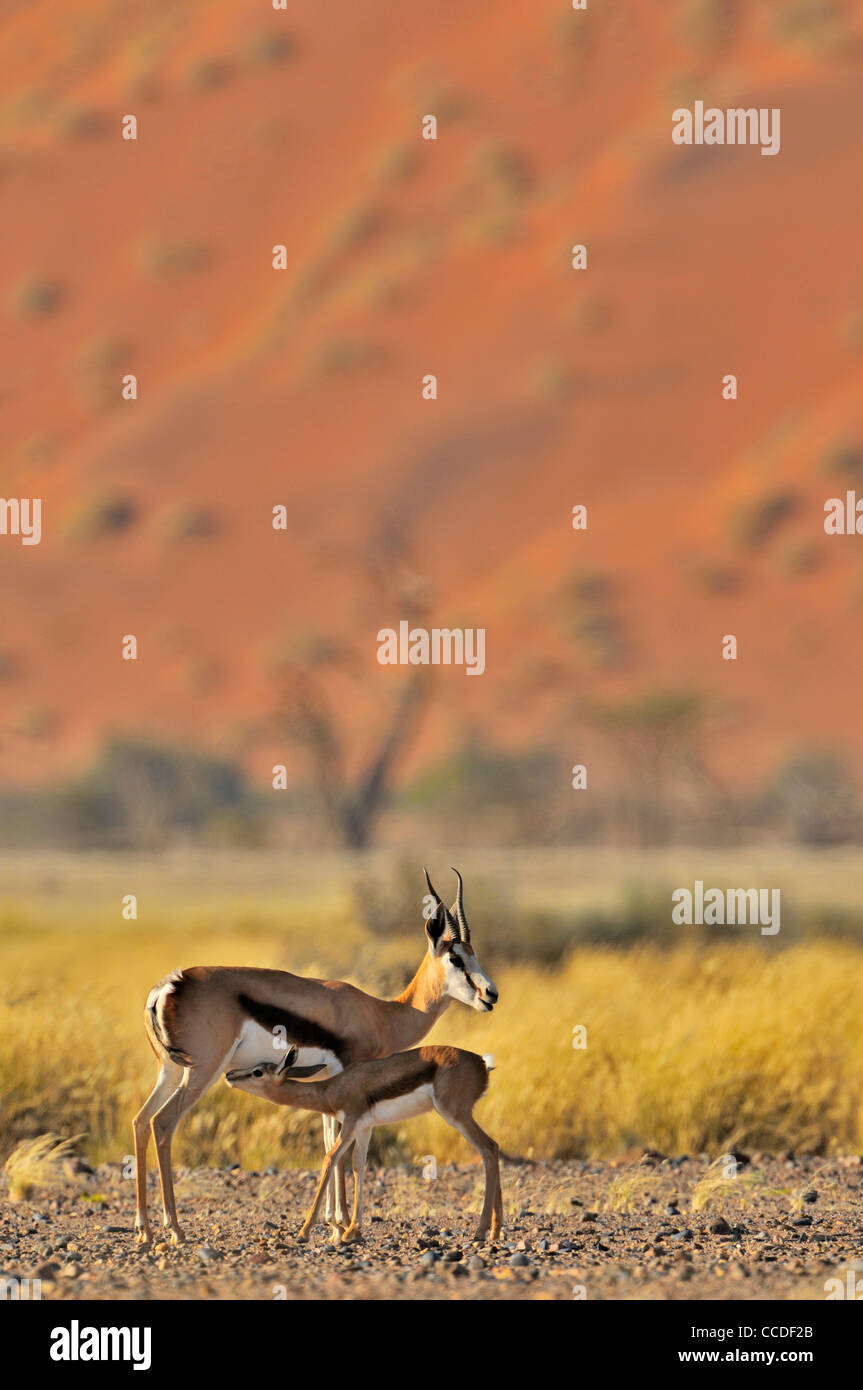 Le Springbok (Antidorcas marsupialis) veau de lait dans le Sossusvlei / Sossus Vlei, désert du Namib, Namibie Banque D'Images
