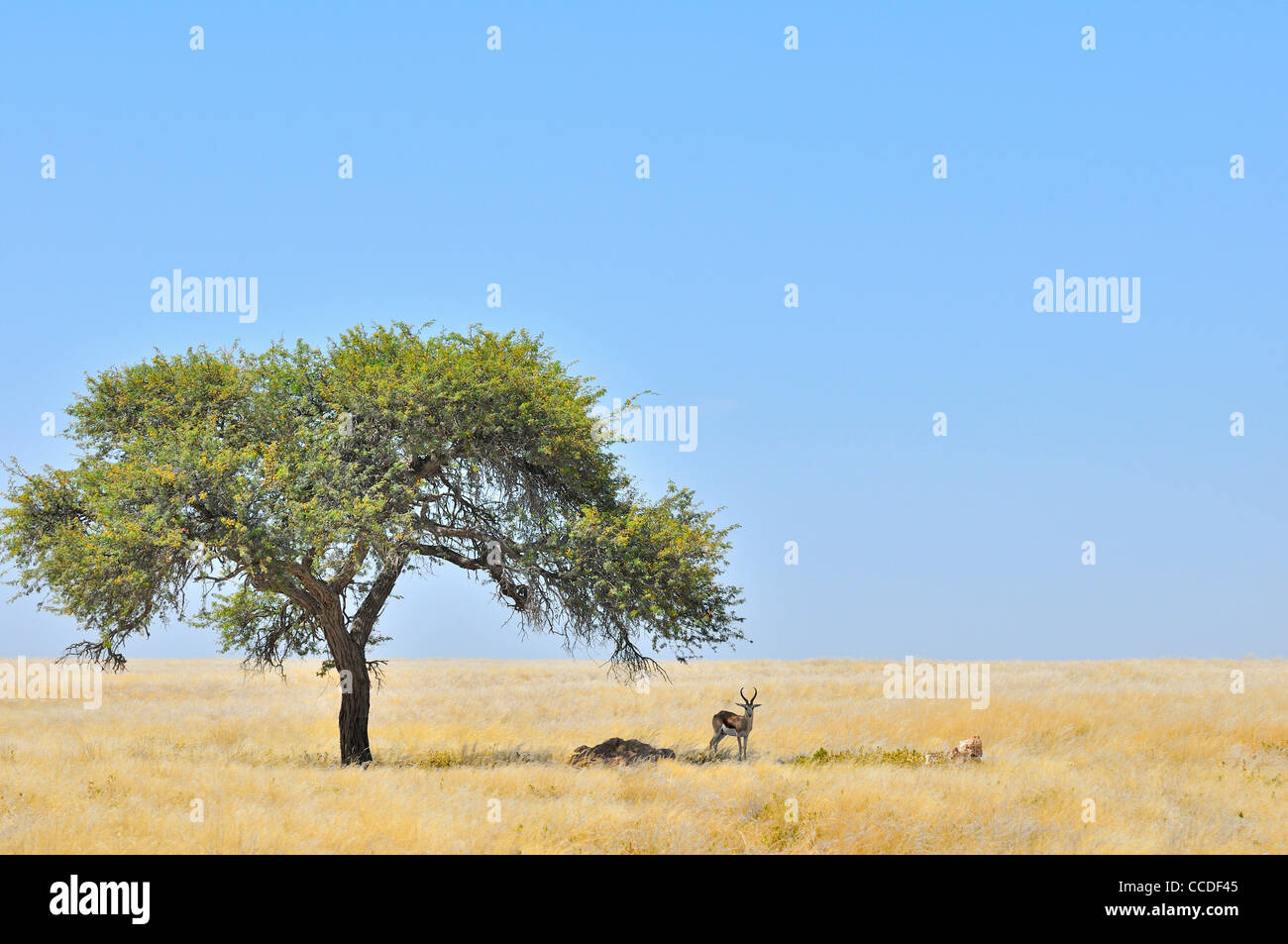 Le Springbok (Antidorcas marsupialis) reposant dans l'ombre de l'arbre sur la savane, la Namibie Banque D'Images