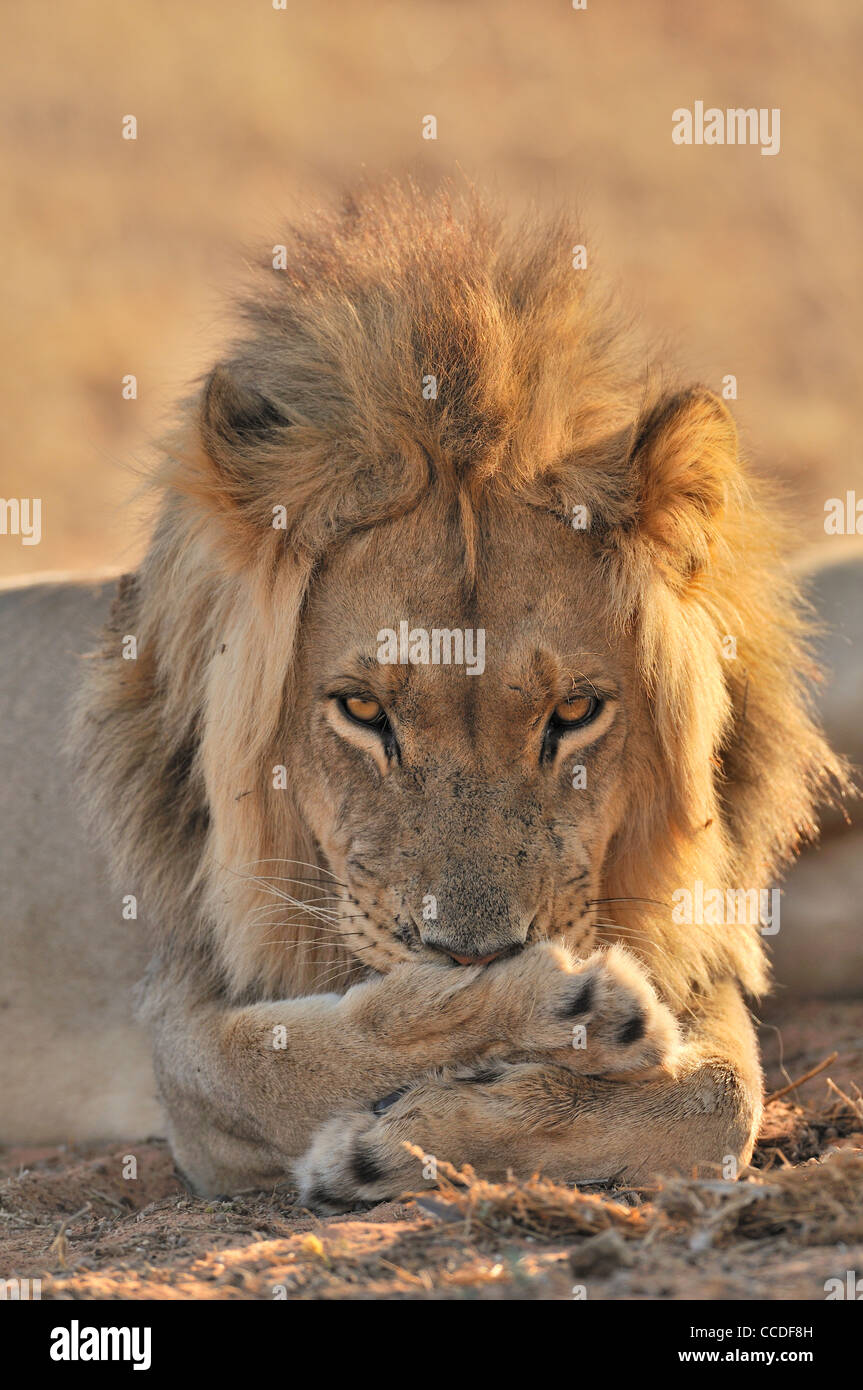 Homme African lion (Panthera leo) lécher pattes avant, désert du Kalahari, Kgalagadi Transfrontier Park, Afrique du Sud Banque D'Images