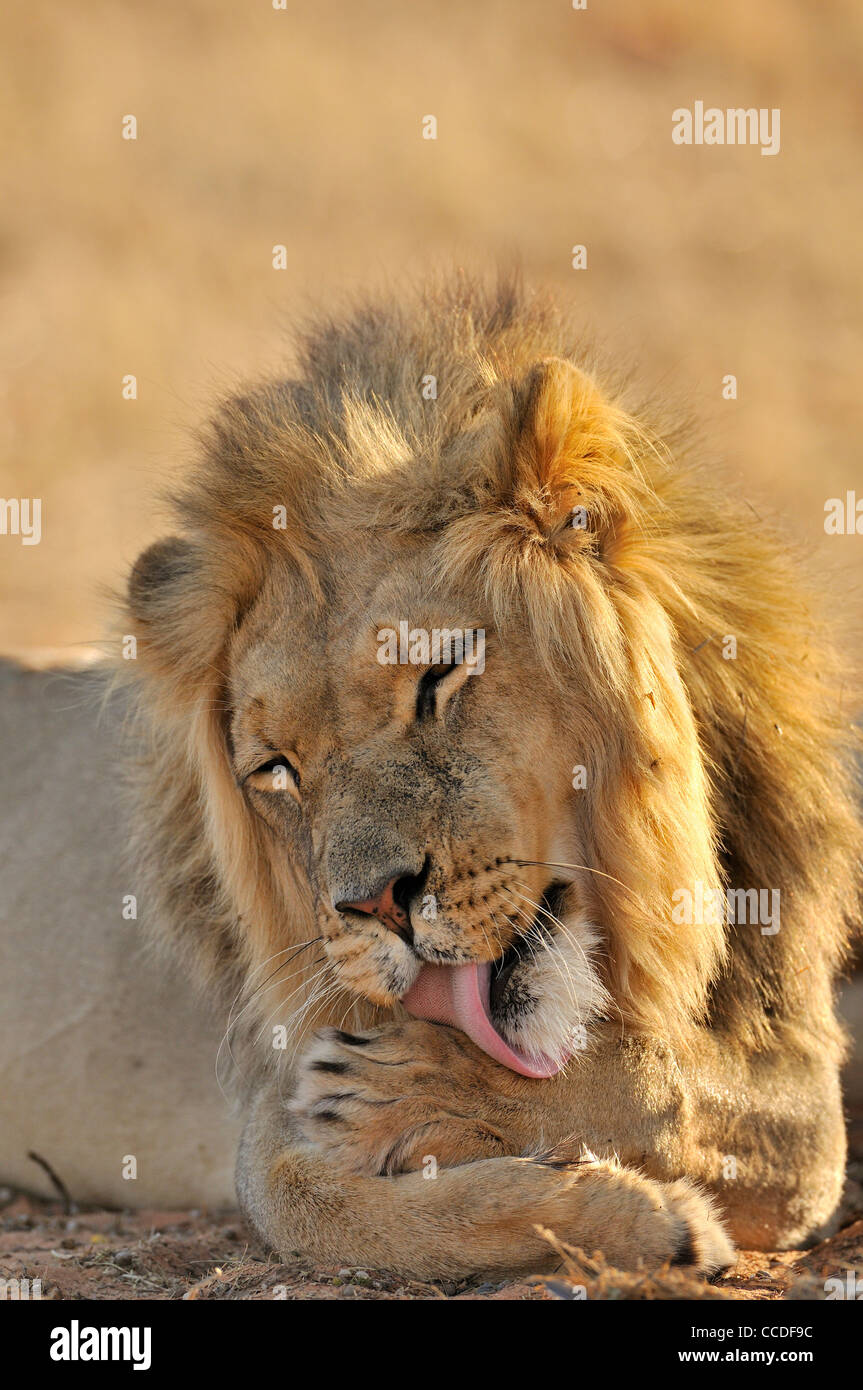 Homme African lion (Panthera leo) lécher pattes avant, désert du Kalahari, Kgalagadi Transfrontier Park, Afrique du Sud Banque D'Images