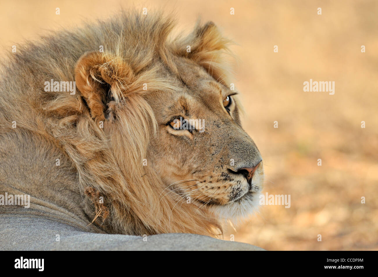 Homme African lion (Panthera leo) reposant dans le désert de Kalahari, Kgalagadi Transfrontier Park, Afrique du Sud Banque D'Images
