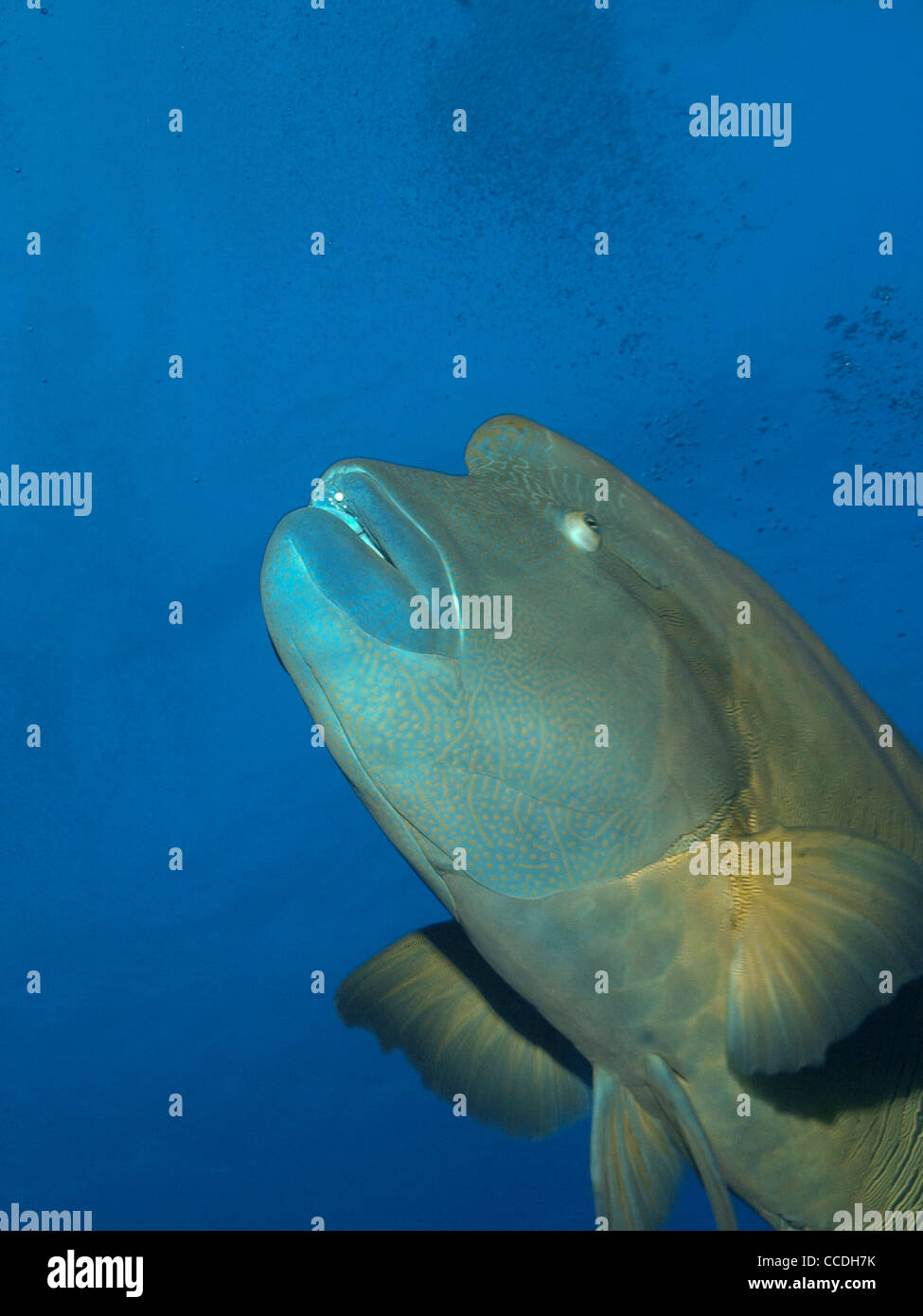 L'ONAP pêcher dans la mer rouge Banque D'Images
