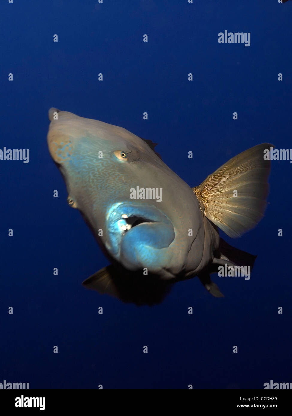 L'ONAP pêcher dans la mer rouge Banque D'Images