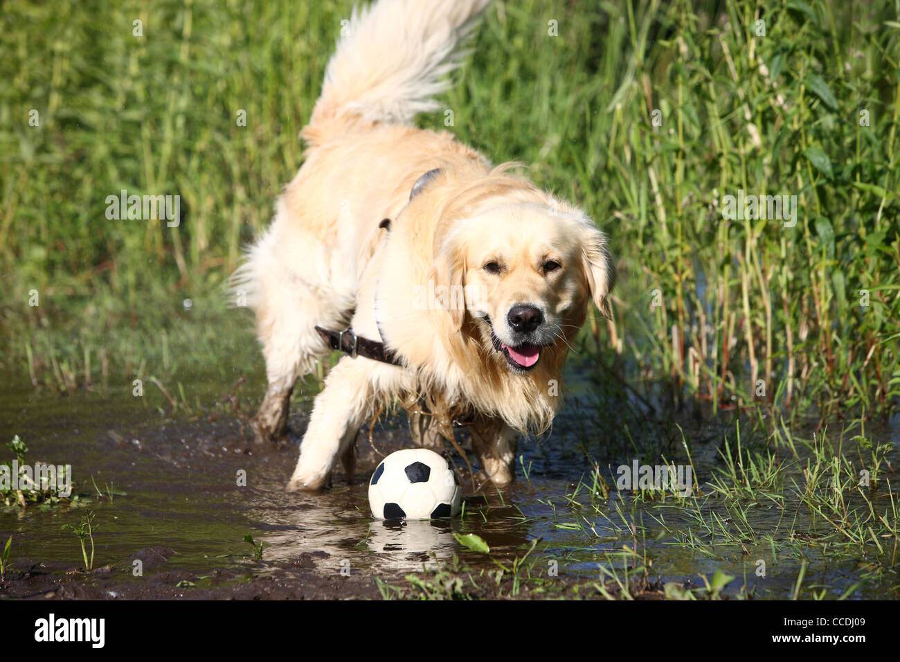 Le Chien De Race Golden Retriever Pataugeant Dans Leau