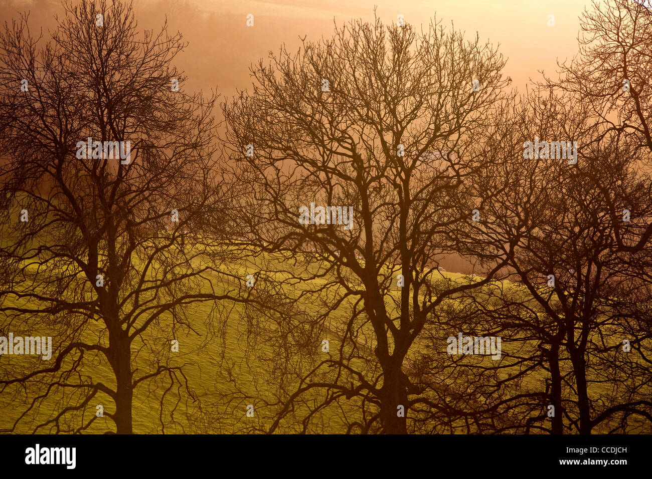 Le bois de chêne en hiver la lumière, Shropshire, England, UK Banque D'Images
