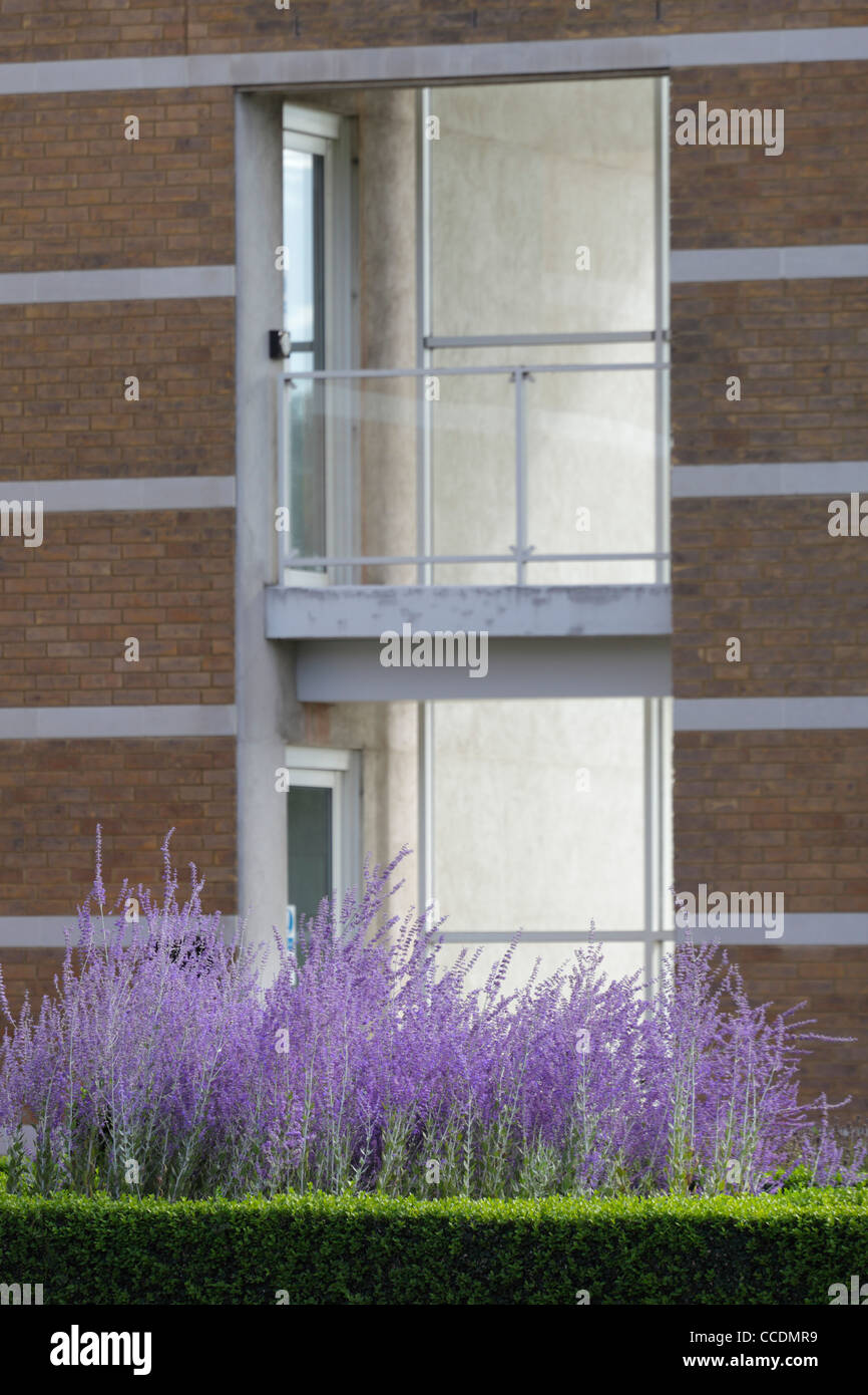 Moller center churchill college Henning Larsen tegnestue Cambridge 1992 Détail de l'élévation nord avec des lavandes Banque D'Images