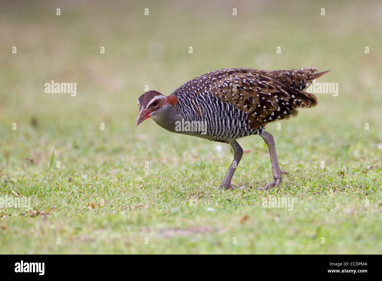 Buff-banded Rail (Gallirallus philippensis pelewensis) de nourriture dans l'herbe sur l'île de Peleliu dans la République des Palaos. Banque D'Images