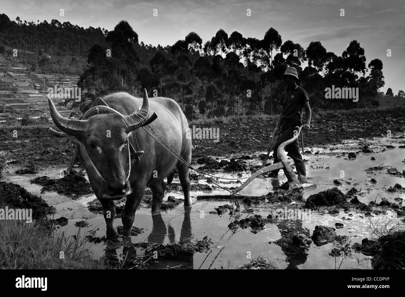 Un buffle d'eau (Bubalus bubalis) est utilisé pour labourer un champ de riz à Java, Indonésie Banque D'Images