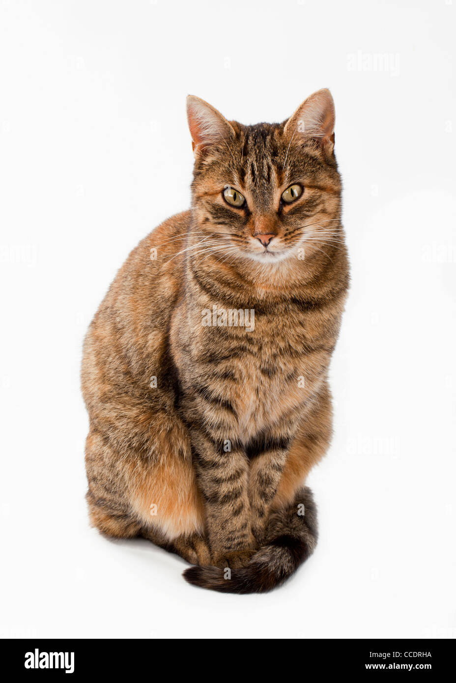 Portrait d'un chat errant - isolé Banque D'Images