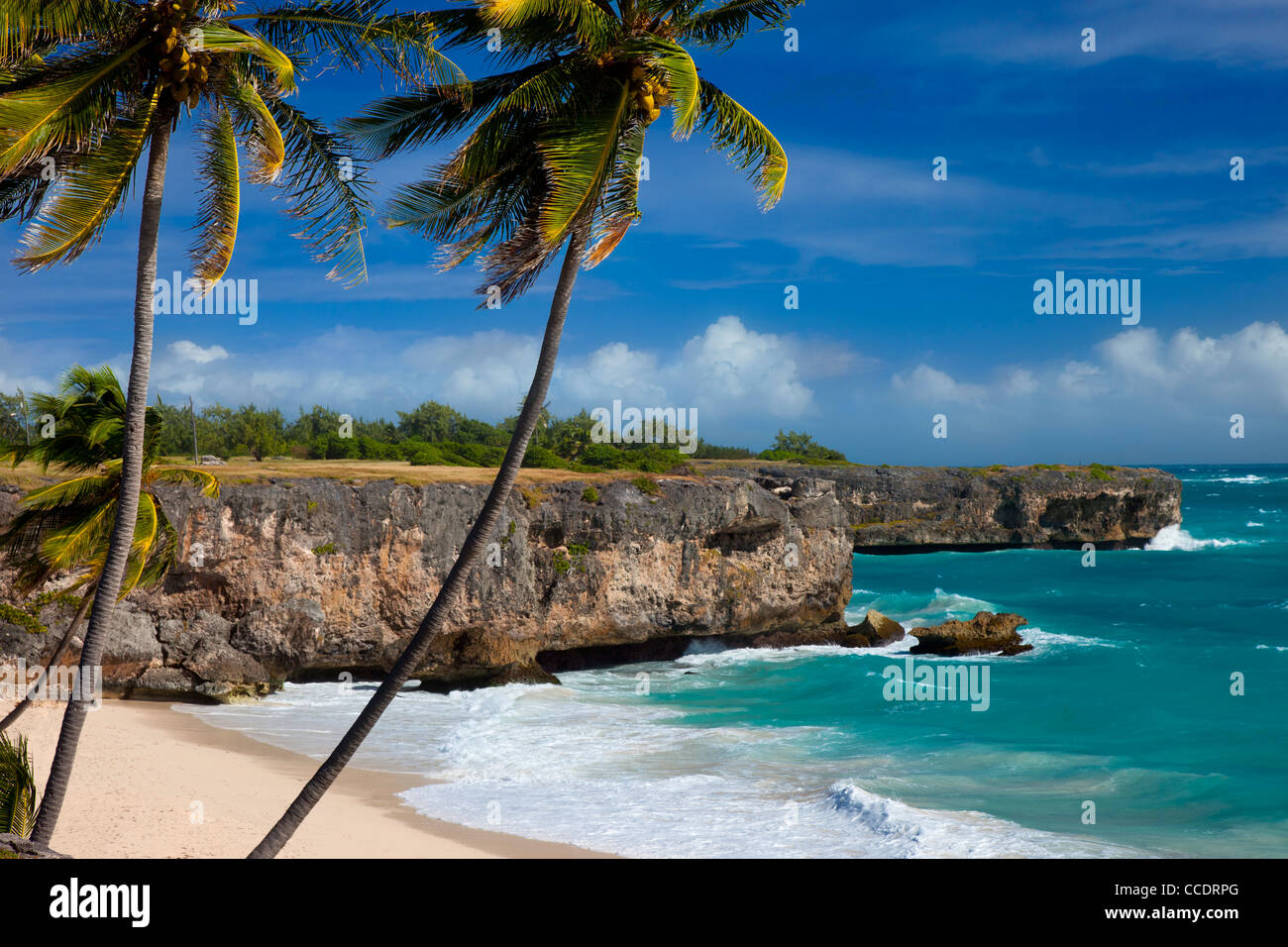 Palmiers au fond Bay sur la côte sud-est de la Barbade, Antilles Banque D'Images