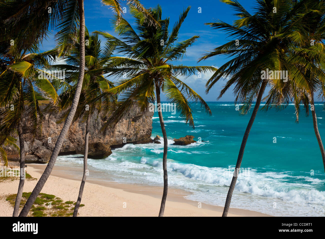 Palmiers au fond Bay sur la côte sud-est de la Barbade, Antilles Banque D'Images