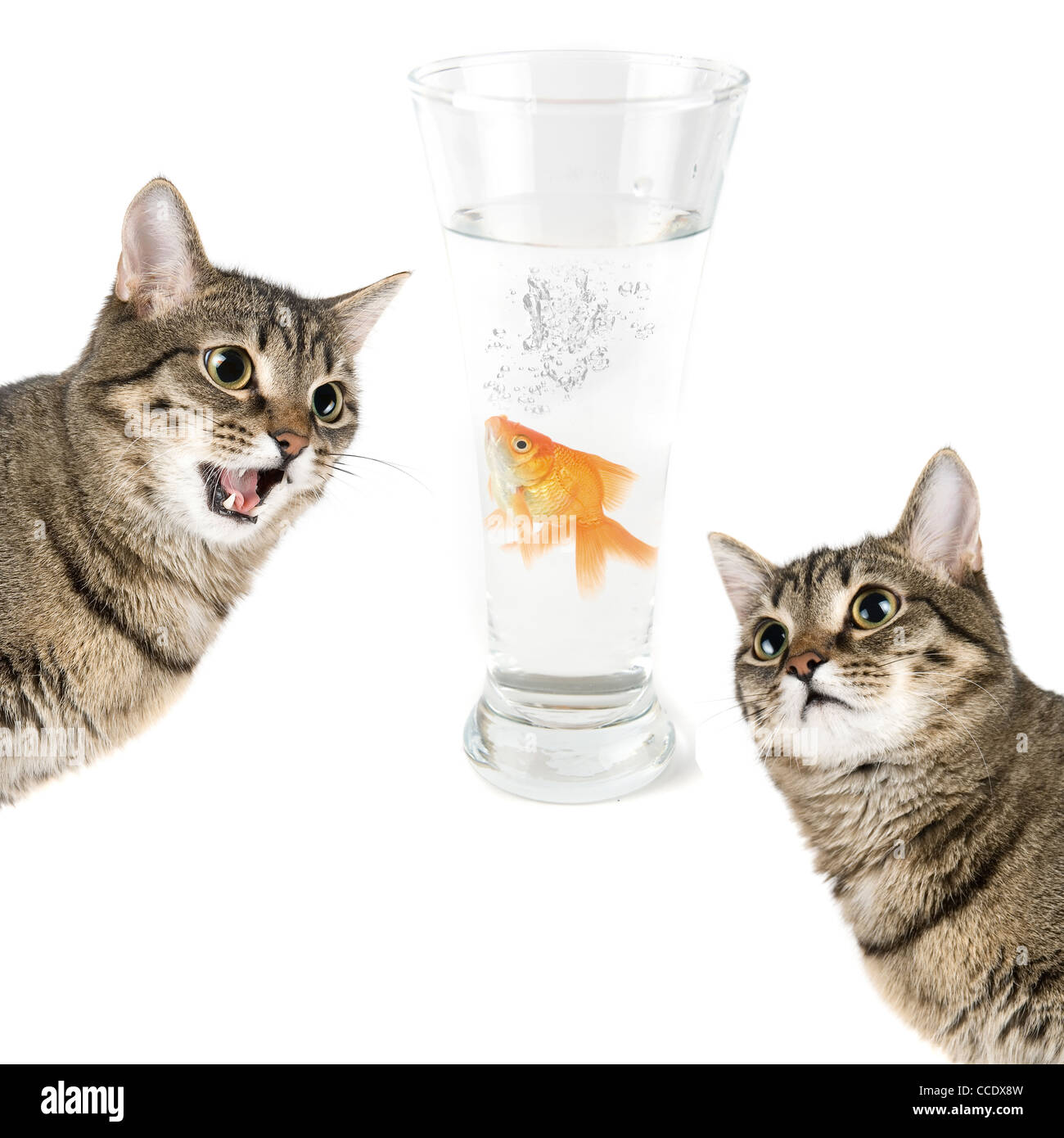 Deux chats et poissons d'or dans un bol isolated on white Banque D'Images
