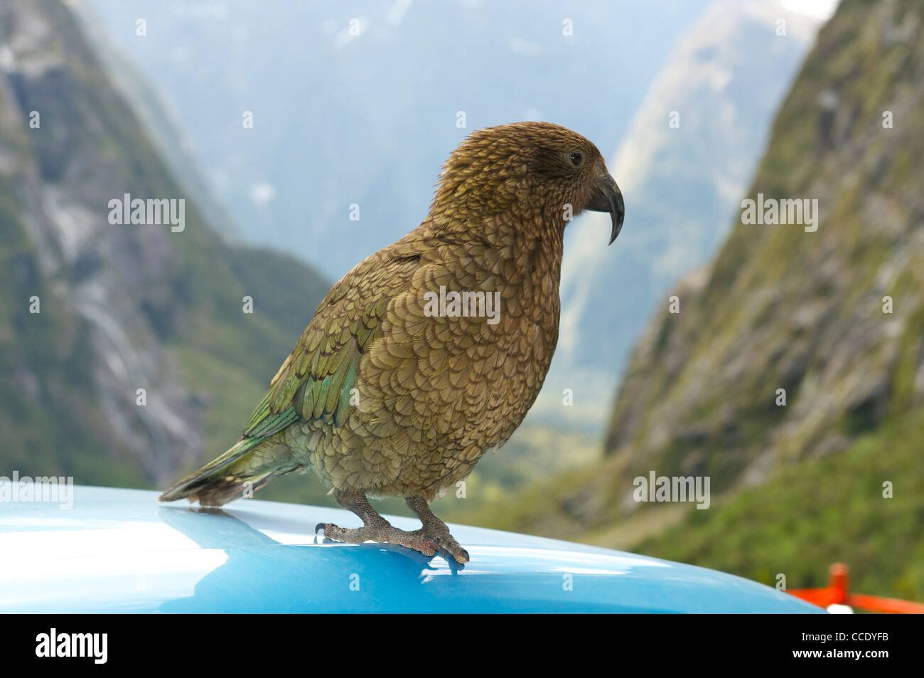 Kea un perroquet alpin de Nouvelle-Zélande Banque D'Images