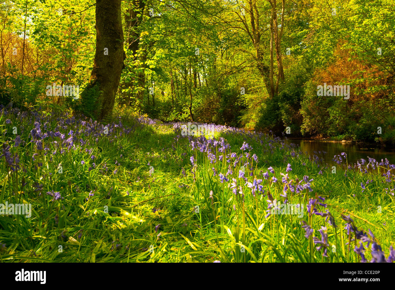 Bois Bluebell woods à Bridgend, sur l'île d'Islay, Western Isles. Banque D'Images