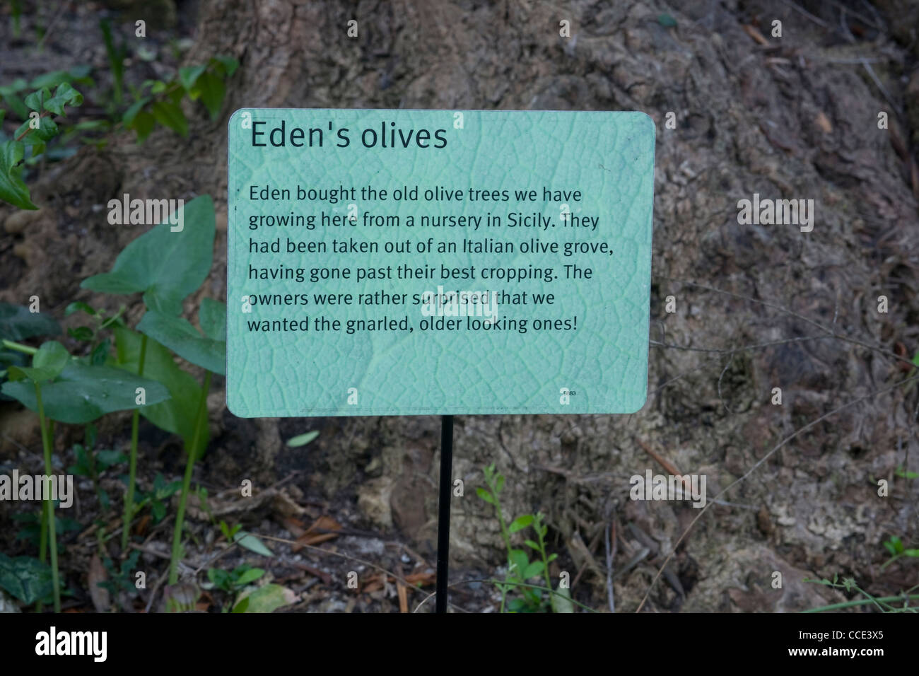 Un avis indiquant l'origine des vieux oliviers à l'Eden Project biome méditerranéen Banque D'Images