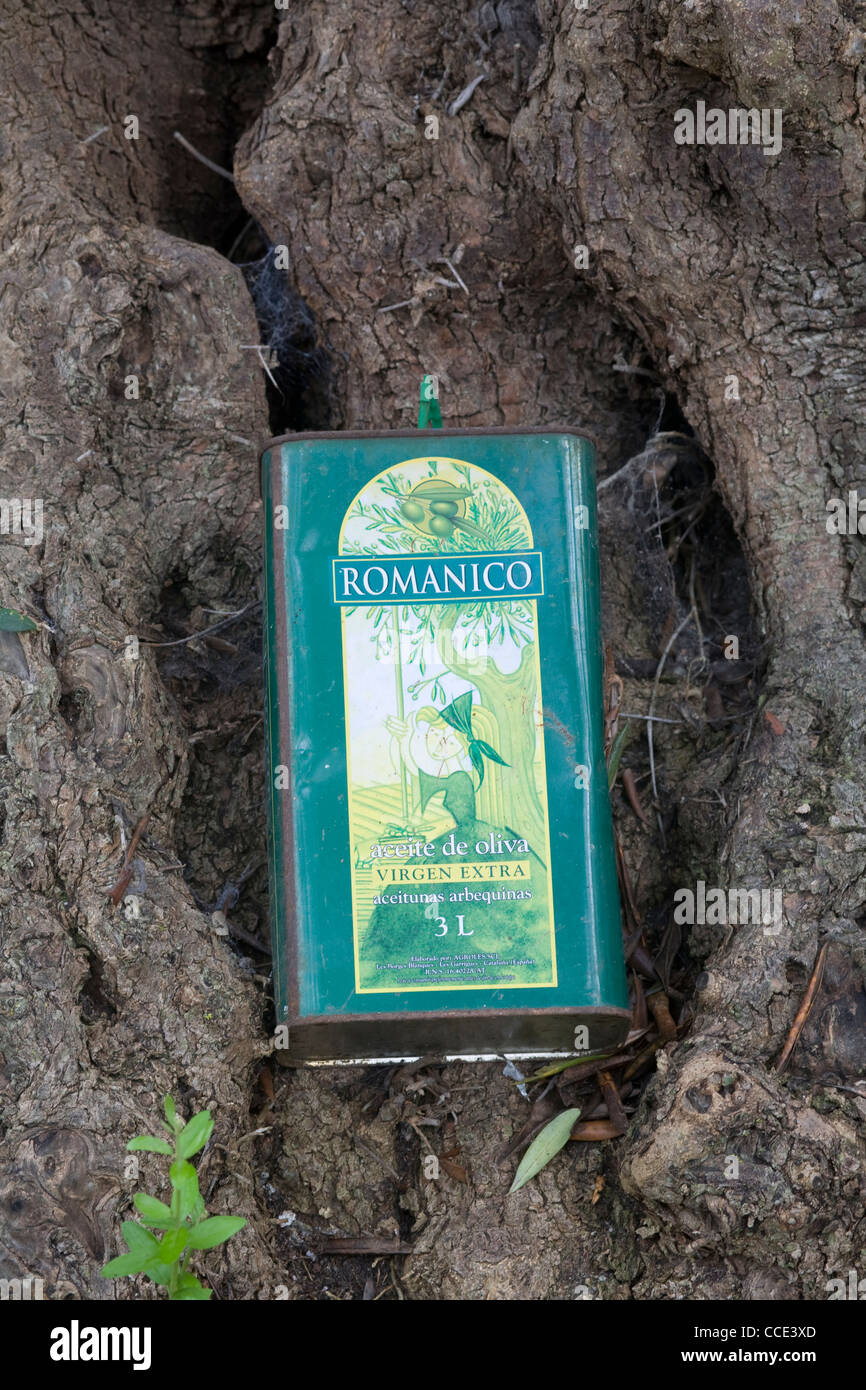 Un peut d'huile d'olive Romanico se niche au pied d'un arbre à l'intérieur de l'Eden Project biome méditerranéen Banque D'Images