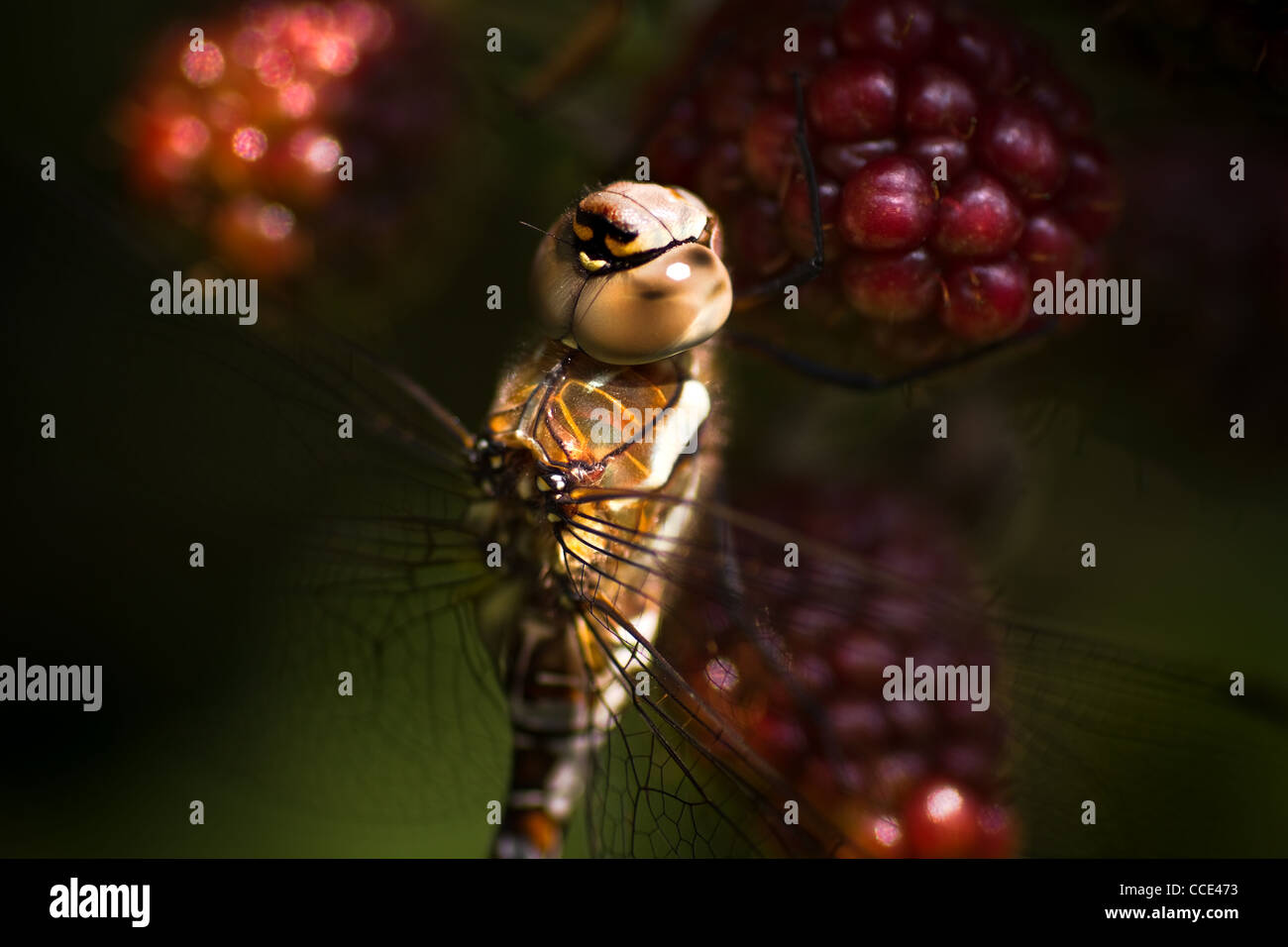 Dragonfly Aeshna mixta ou Migrant hawker reposant sur la mûre rip Banque D'Images