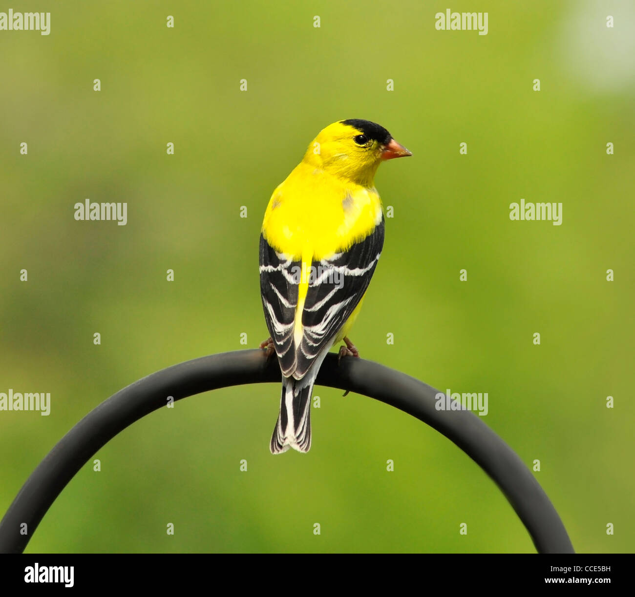 Chardonneret jaune (Carduelis tristis), assis sur un bâton Banque D'Images