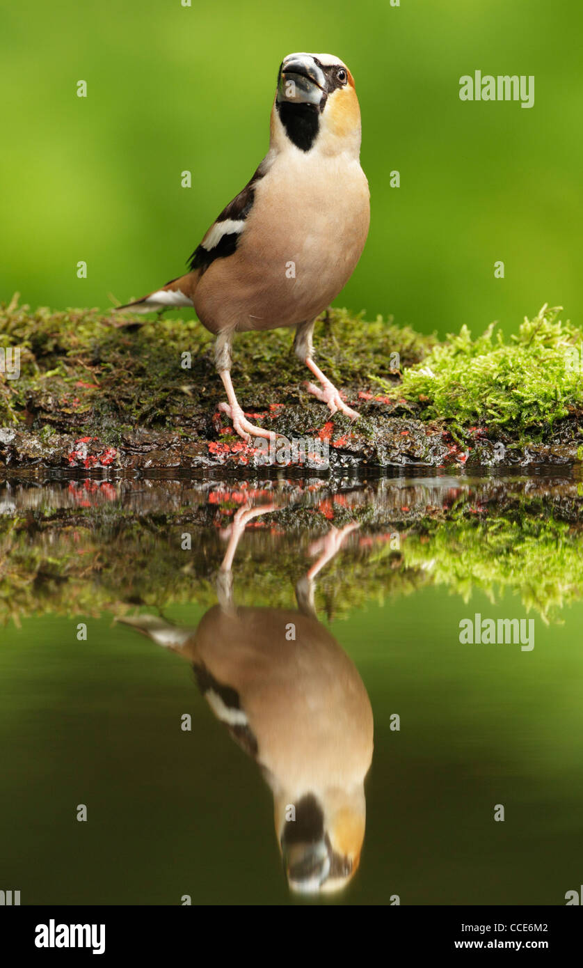 Hawfinch (Cocothraustes cocothraustes) hommes debout sur la mousse d'une petite banque piscine bois Banque D'Images