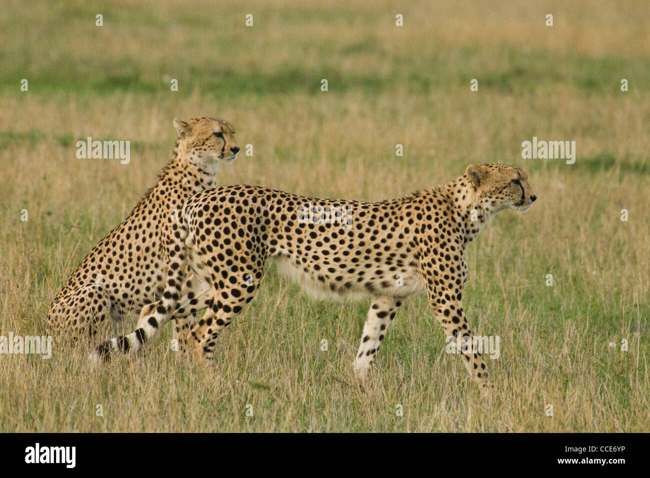 Afrique Kenya Masai Mara National Reserve-Two les guépards dans les plaines-d'une même séance, d'autres marchant (Acinonyx jubatus) Banque D'Images