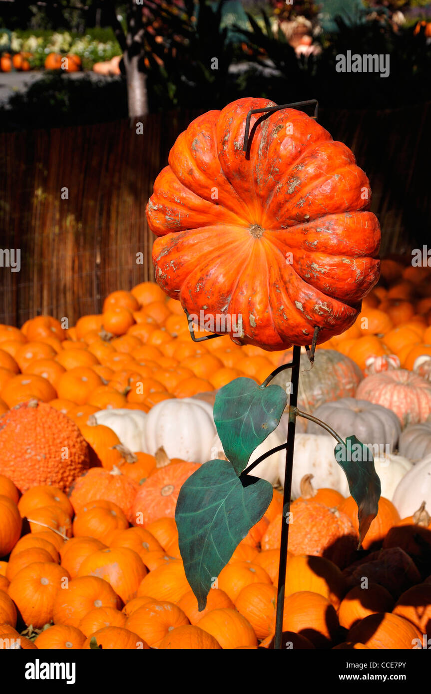 Citrouilles Banque D'Images