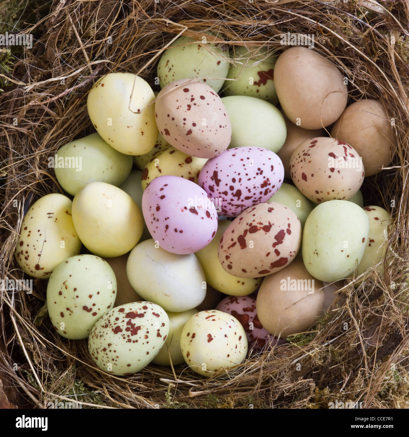 Mini bonbons au chocolat enrobés de oeufs dans un nid d'oiseau Banque D'Images