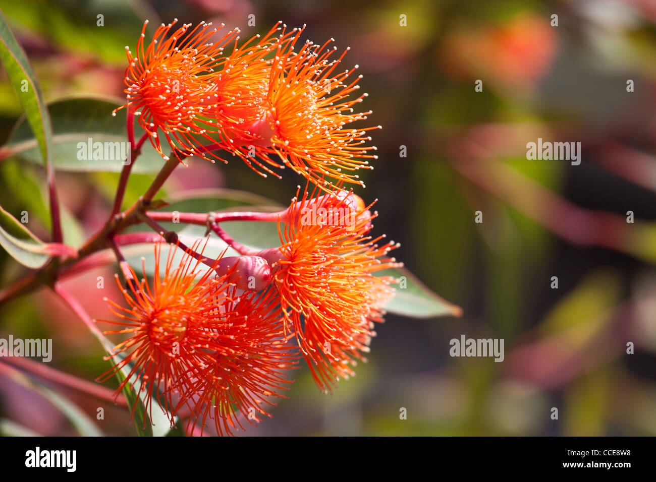 La floraison gum tree en Australie nom botanique : Corymbia ficifolia natuve à l'ouest de l'Australie Banque D'Images