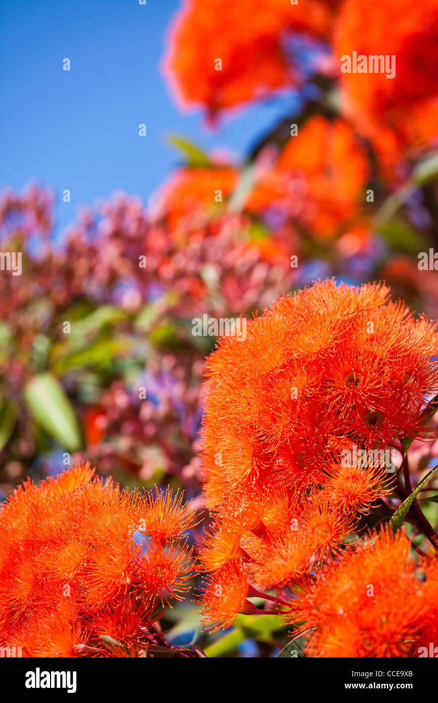 La floraison gum tree en Australie nom botanique : Corymbia ficifolia natuve à l'ouest de l'Australie Banque D'Images