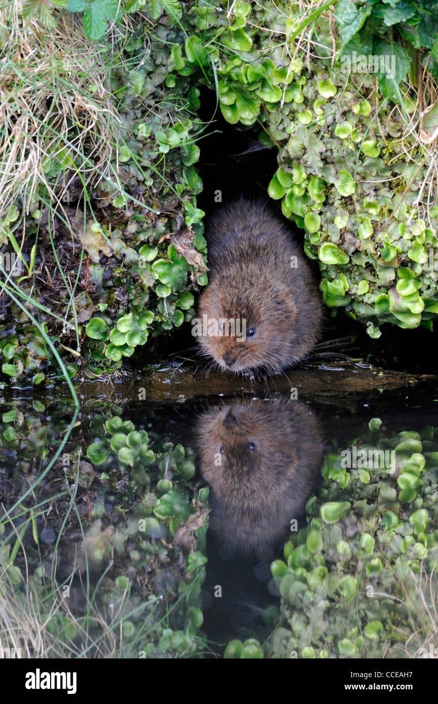 Le campagnol de l'eau (Arvicola amphibius) Banque D'Images