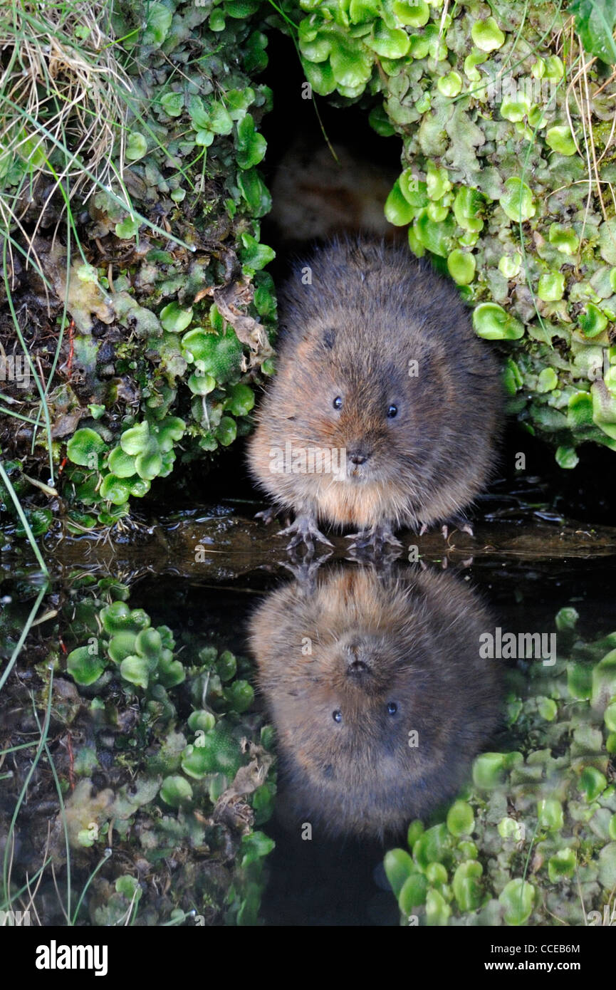 Le campagnol de l'eau (Arvicola amphibius) Banque D'Images