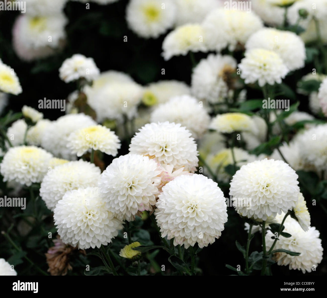 White pompom chrysanthemum Banque de photographies et d'images à haute  résolution - Alamy